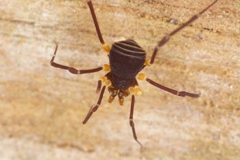 Media type: image;   Invertebrate Zoology 31583